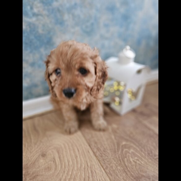 Cavapoo - Both