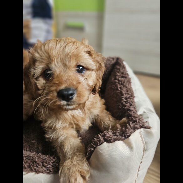 Cavapoo - Both