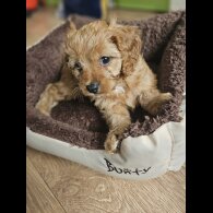 Cavapoo - Both