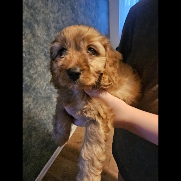 Cavapoo - Both