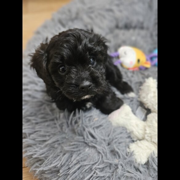 Cavapoo - Both