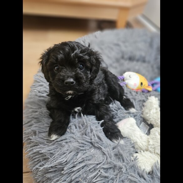 Cavapoo - Both
