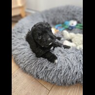 Cavapoo - Both