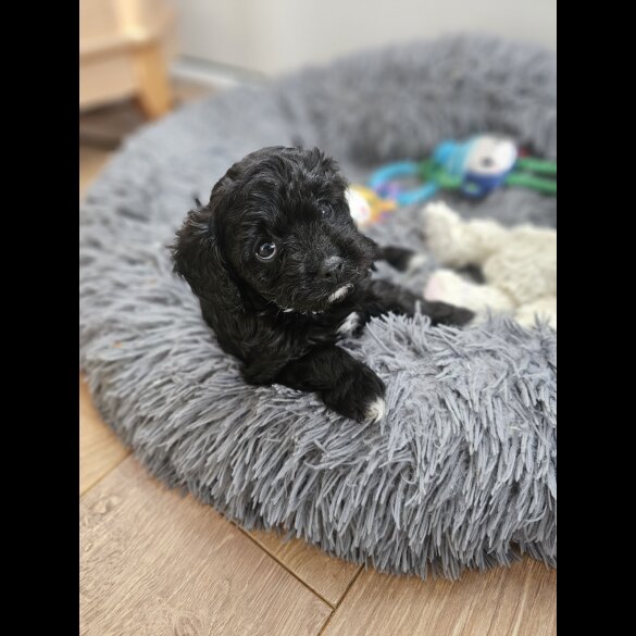 Cavapoo - Both