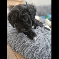 Cavapoo - Both