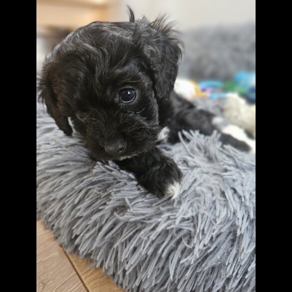 Cavapoo - Both