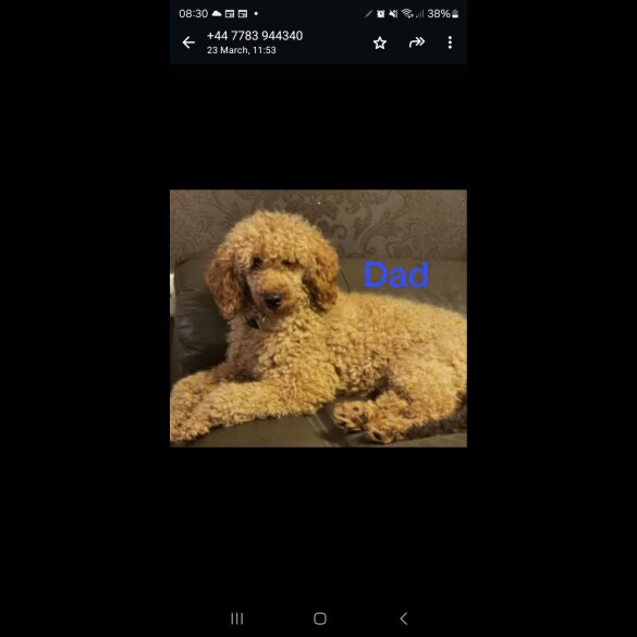 Cavapoo - Both