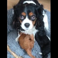 Cavapoo - Both