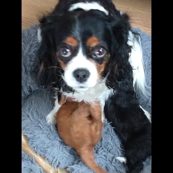 Cavapoo - Both