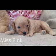 Cavapoo - Both