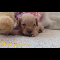Cavapoo - Both