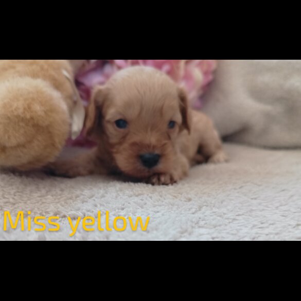 Cavapoo - Both