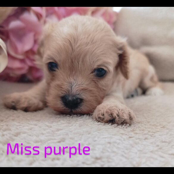 Cavapoo - Both