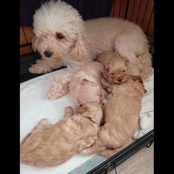 Cavapoo - Both