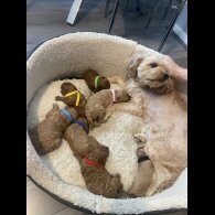 Cavapoo - Both
