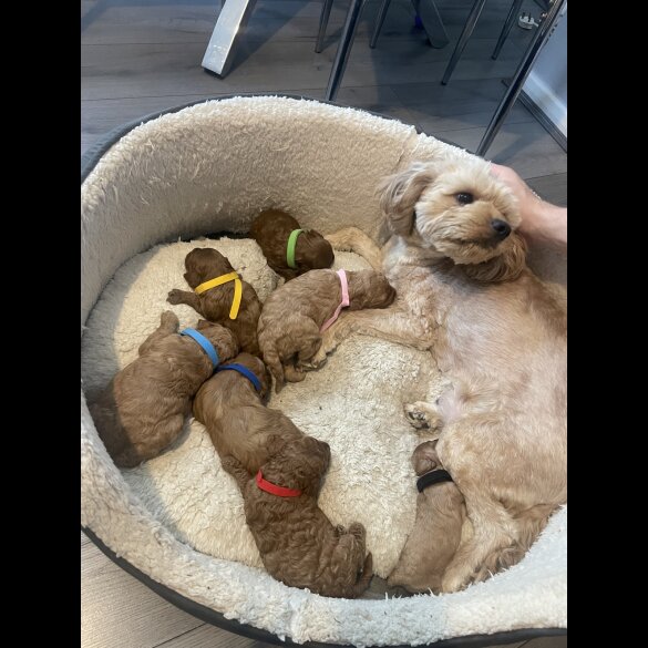 Cavapoo - Both