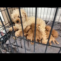 Cavapoo - Bitches
