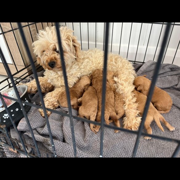 Cavapoo - Bitches