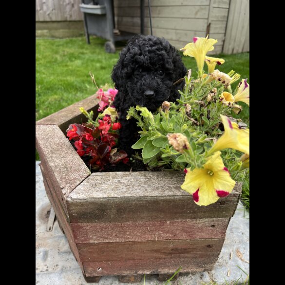 Cavapoo - Both