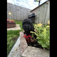 Cavapoo - Both
