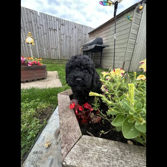 Cavapoo - Both