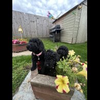Cavapoo - Both