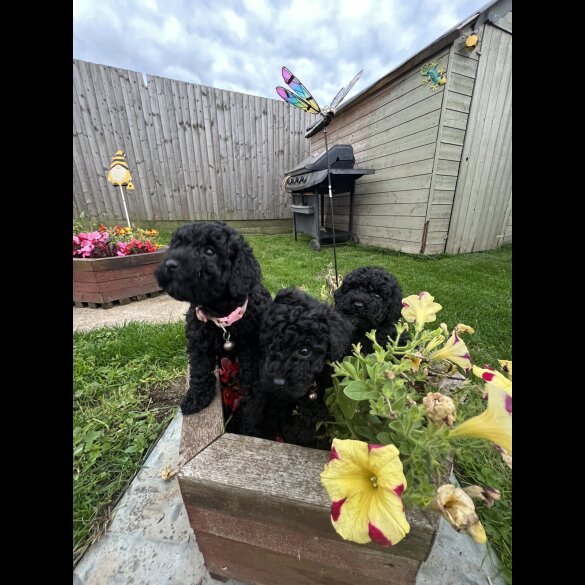 Cavapoo - Both