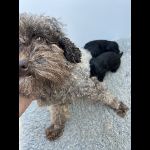 Cavapoo - Both