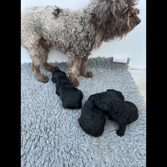 Cavapoo - Both