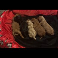 Cavapoo - Both