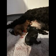 Cavapoo - Both
