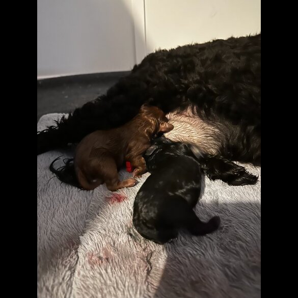 Cavapoo - Both
