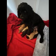 Cavapoo - Both