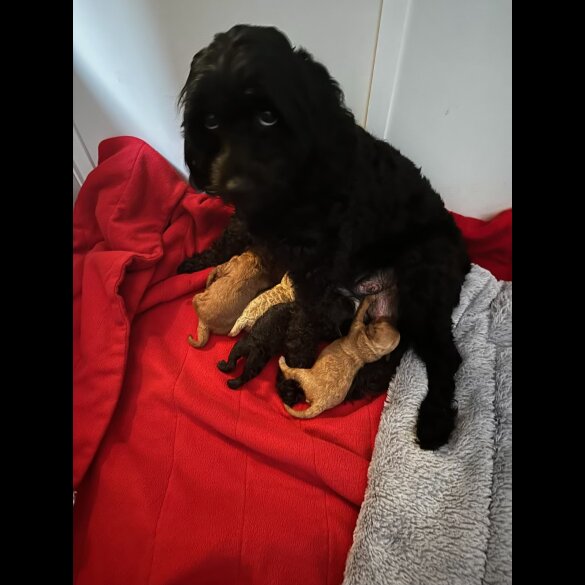 Cavapoo - Both