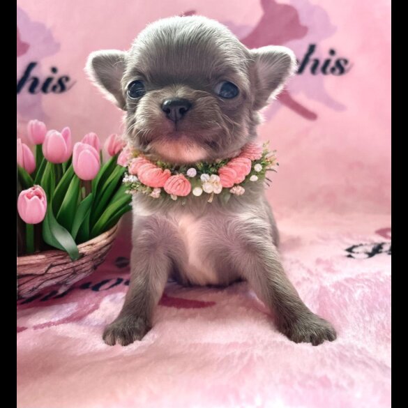 Chihuahua - Both
