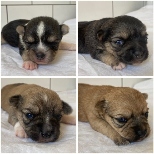 Chihuahua - Both
