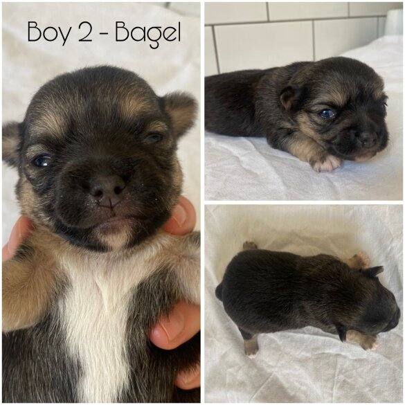 Chihuahua - Both
