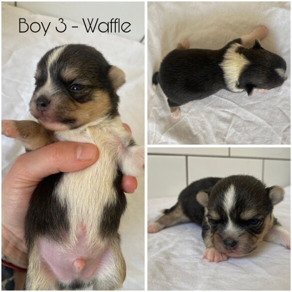 Chihuahua - Both