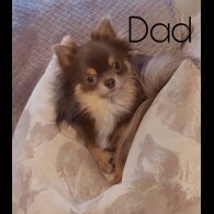 Chihuahua - Both