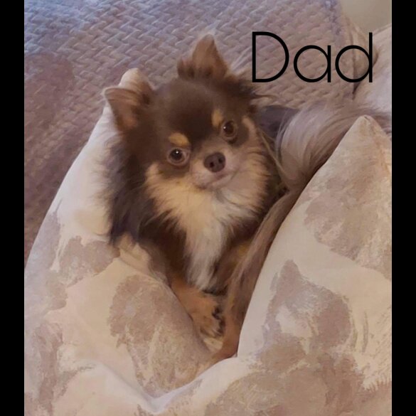 Chihuahua - Both