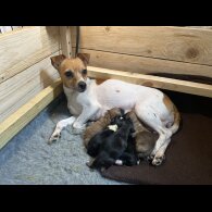 Chihuahua - Both
