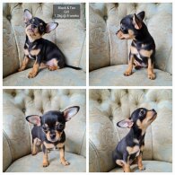 Chihuahua - Both