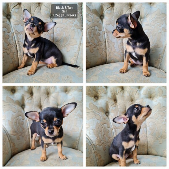 Chihuahua - Both