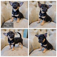 Chihuahua - Both