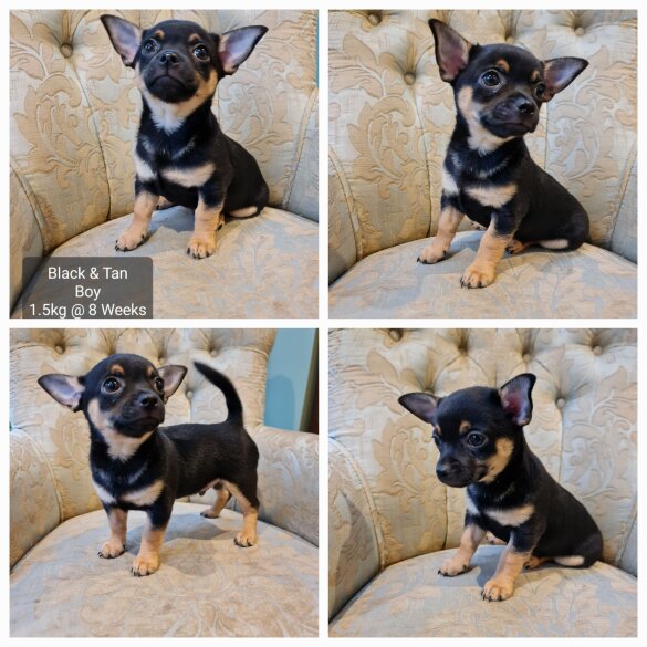 Chihuahua - Both