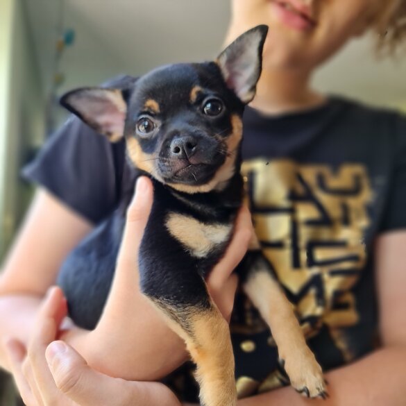 Chihuahua - Both