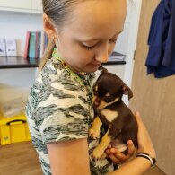 Chihuahua - Both
