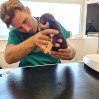 Chihuahua - Both