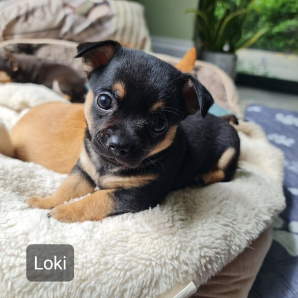 Chihuahua - Both