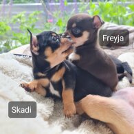 Chihuahua - Both